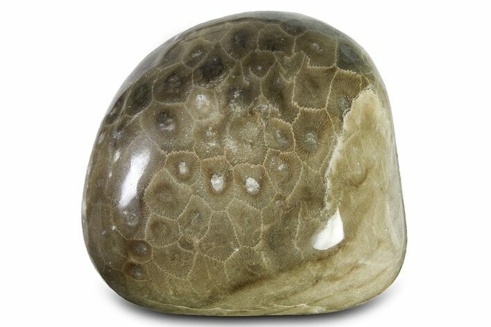 Large, Polished Petoskey Stone (Fossil Coral) - Michigan #322887